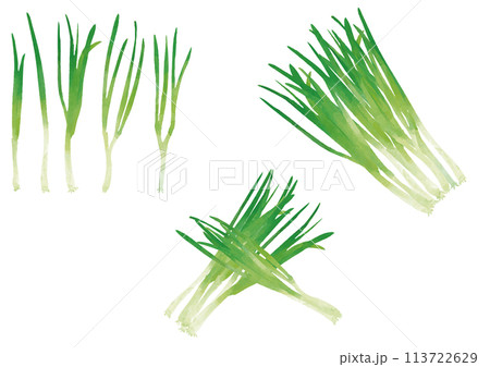 水彩風　葉ネギ　セット 113722629