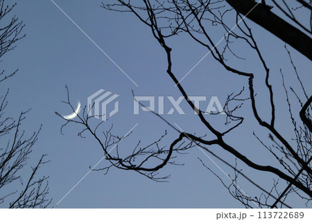 木の枝にとまる三日月 113722689