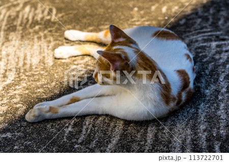 日向と日陰の境界に寝転ぶ猫 日向と日陰の境界に寝転ぶ猫 113722701