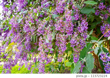 フサフジウツギの紫色の花 フサフジウツギの紫色の花 113723224