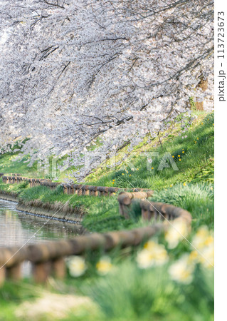 【庄内の風景】小出沼親水公園の桜(山形県庄内町) 【庄内の風景】小出沼親水公園の桜(山形県庄内町) 113723673