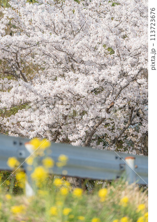 【庄内の風景】小出沼親水公園の桜(山形県庄内町) 【庄内の風景】小出沼親水公園の桜(山形県庄内町) 113723676