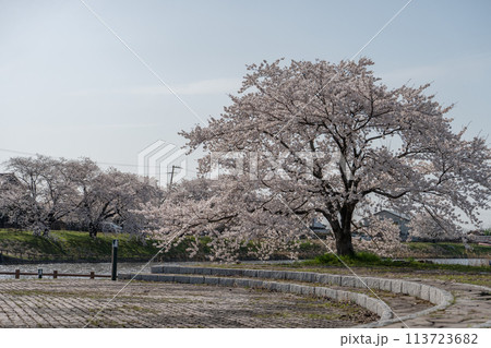 【庄内の風景】小出沼親水公園の桜(山形県庄内町) 【庄内の風景】小出沼親水公園の桜(山形県庄内町) 113723682