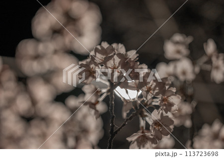 【庄内の風景】鶴岡公園の夜桜ライトアップ 【庄内の風景】鶴岡公園の夜桜ライトアップ 113723698