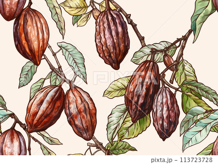 Cacao Beans, chocolate. Vector illustration. In botanical style 113723728