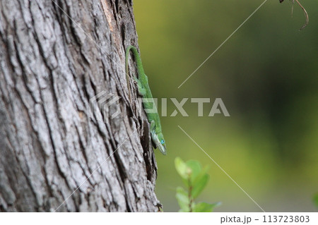 逆さまに木にとまるグリーンアノール 113723803
