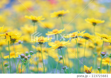 Field of yellow flower lance leaved, Coreopsis lanceolata, Lanceleaf Tickseed or Maiden's eye Field of yellow flower lance leaved, Coreopsis lanceolata, Lanceleaf Tickseed or Maiden's eye 113723881