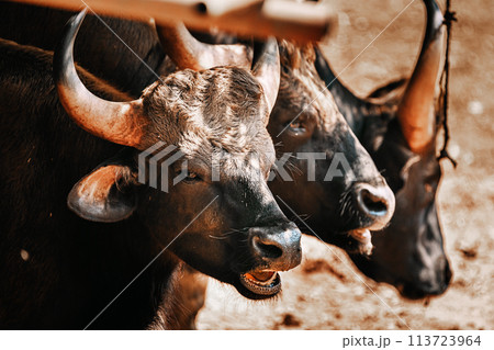 . Gaur Bull, Bos Gaurus Or Indian Bison Resting On Ground. It Is The Largest Species Among The Wild Cattle. In Malaysia, It Is Called Seladang, And Pyaung In Myanmar 113723964