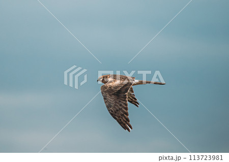 Harrier Or Circus Cyaneus Wild Bird Flies In Blue Sky. Adult Male Is Sometimes Nicknamed Grey Ghost. Natural Sky Background. Young Ring-tail Harrier 113723981