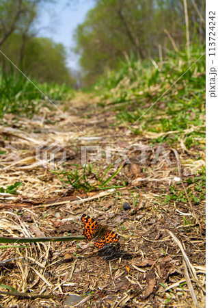 アカマダラ 113724242