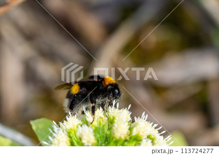 セイヨウオオマルハナバチ 113724277