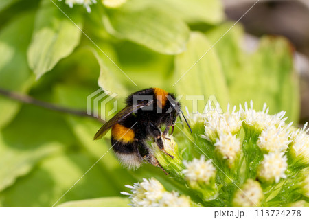 セイヨウオオマルハナバチ 113724278