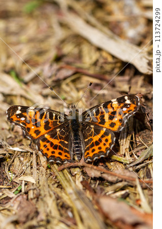 アカマダラ 113724299