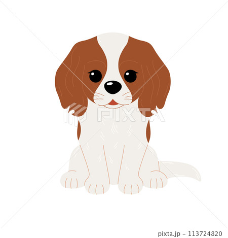 Cute Cavalier King Charles Spaniel dog isolated on white background. Vector flat illustration 113724820
