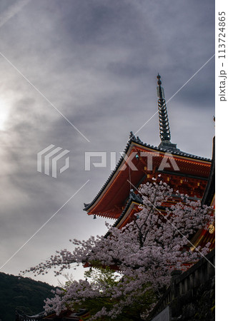 五重塔を見上げる桜 113724865