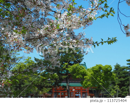桜咲く岡崎公園 113725404