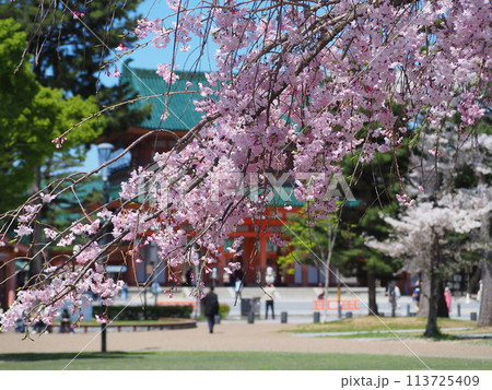 桜咲く岡崎公園 113725409