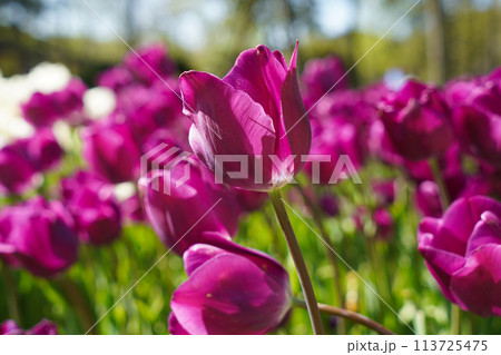 Bulbous flower that blooms every year in April, purple tulips with very vibrant colors, Turkey Istanbul Emirgan Bulbous flower that blooms every year in April, purple tulips with very vibrant colors, Turkey Istanbul Emirgan 113725475