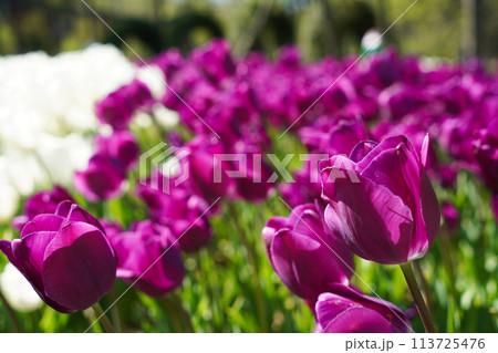 Bulbous flower that blooms every year in April, purple tulips with very vibrant colors, Turkey Istanbul Emirgan 113725476