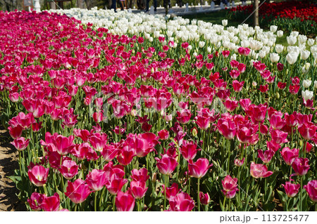 Bulbous flower that blooms every year in April, pink white tulips with very vibrant colors, Turkey Istanbul Emirgan Bulbous flower that blooms every year in April, pink white tulips with very vibrant colors, Turkey Istanbul Emirgan 113725477