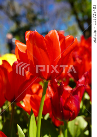 Bulbous flower that blooms every year in April, red tulips with very vibrant colors, Turkey Istanbul Emirgan 113725483