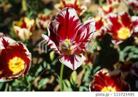 Bulbous flower that blooms every year in April, red white tulips with very vibrant colors, Turkey Istanbul Emirgan 113725495
