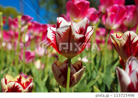 Bulbous flower that blooms every year in April, red white tulips with very vibrant colors, Turkey Istanbul Emirgan 113725496