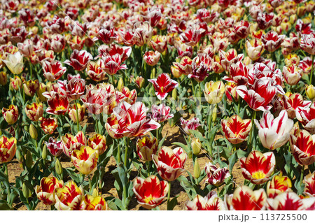 Bulbous flower that blooms every year in April, red white tulips with very vibrant colors, Turkey Istanbul Emirgan 113725500