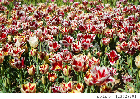 Bulbous flower that blooms every year in April, red white tulips with very vibrant colors, Turkey Istanbul Emirgan 113725501