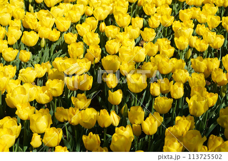 Bulbous flower that blooms every year in April, yellow tulips with very vibrant colors, Turkey Istanbul Emirgan Bulbous flower that blooms every year in April, yellow tulips with very vibrant colors, Turkey Istanbul Emirgan 113725502