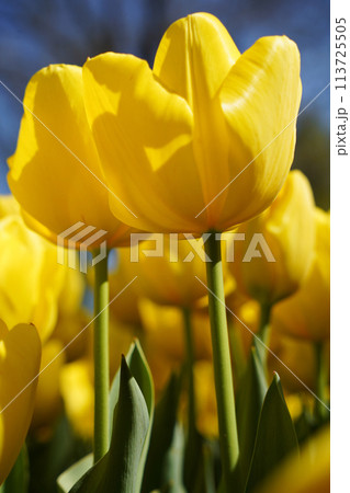 Bulbous flower that blooms every year in April, yellow tulips with very vibrant colors, Turkey Istanbul Emirgan Bulbous flower that blooms every year in April, yellow tulips with very vibrant colors, Turkey Istanbul Emirgan 113725505