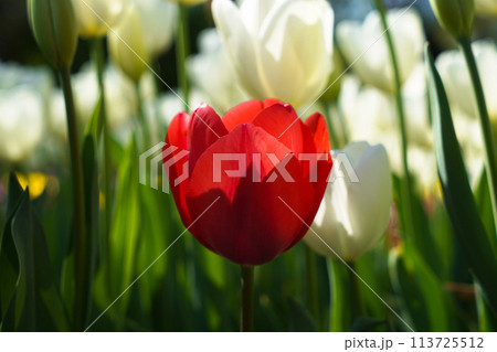 Bulbous flower that blooms every year in April, red white tulips with very vibrant colors, Turkey Istanbul Emirgan Bulbous flower that blooms every year in April, red white tulips with very vibrant colors, Turkey Istanbul Emirgan 113725512