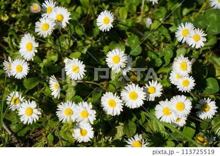 Cute little daisies that grow in their natural habitat, growing among meadows and grasses 113725519