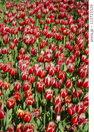 Bulbous flower that blooms every year in April, red white tulips with very vibrant colors, Turkey Istanbul Emirgan 113725529