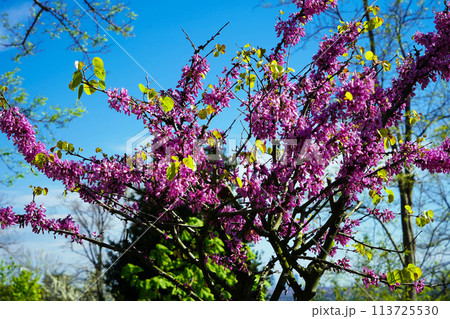The tree called erguvan in Istanbul, which blooms purple flowers every year in april, purple flowers of cercis canadensis on the branches 113725530