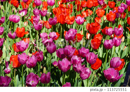 Bulbous flower that blooms every year in April, red purple tulips with very vibrant colors, Turkey Istanbul Emirgan 113725551