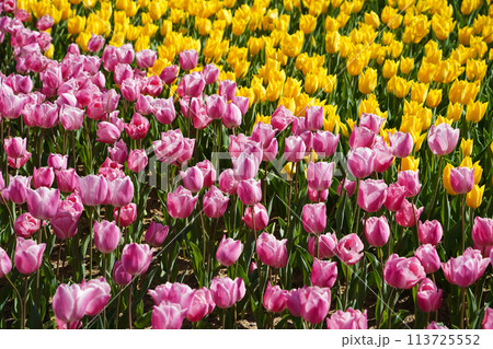 Bulbous flower that blooms every year in April, yellow purple tulips with very vibrant colors, Turkey Istanbul Emirgan Bulbous flower that blooms every year in April, yellow purple tulips with very vibrant colors, Turkey Istanbul Emirgan 113725552