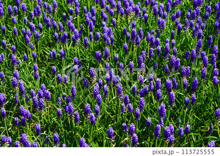Blue magnificent arabian hyacinth in spring. Blue magnificent arabian hyacinth in spring. Turkey Istanbul Emirgan Blue magnificent arabian hyacinth in spring. Blue magnificent arabian hyacinth in spring. Turkey Istanbul Emirgan 113725555