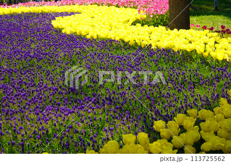 Bulbous flower that blooms every year in April, yellow tulips and arabian hyacinth with very vibrant colors, Turkey Istanbul Emirgan Bulbous flower that blooms every year in April, yellow tulips and arabian hyacinth with very vibrant colors, Turkey Istanbul Emirgan 113725562