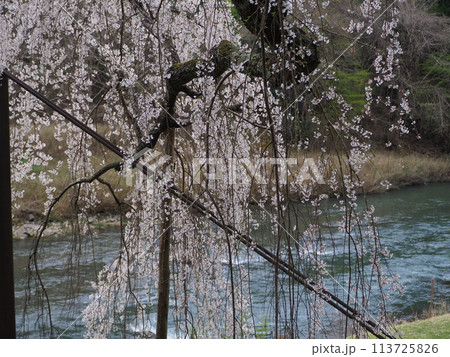 魚ヶ淵つり橋の一本桜 魚ヶ淵つり橋の一本桜 113725826