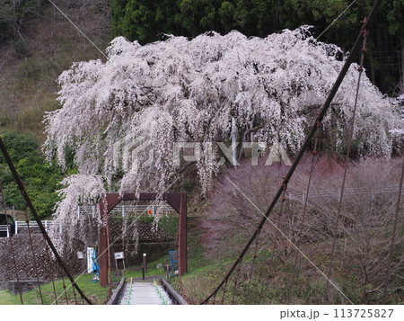 魚ヶ淵つり橋の一本桜 113725827