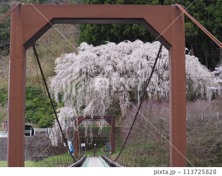 魚ヶ淵つり橋の一本桜 113725828