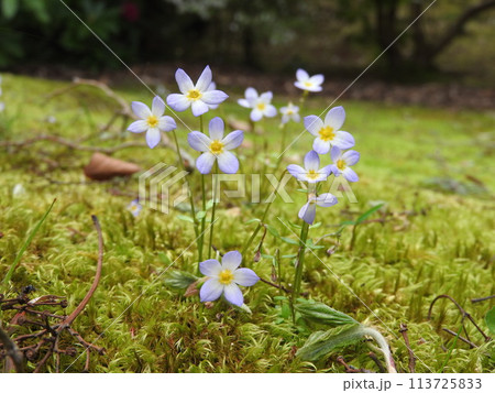 ヒナソウ（雛草） 113725833