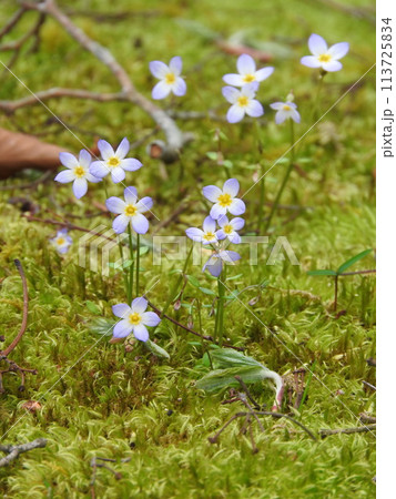 ヒナソウ（雛草） 113725834