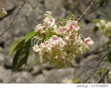 淡い黄緑色の花を咲かす「鬱金桜（ウコンザクラ）」 113726007