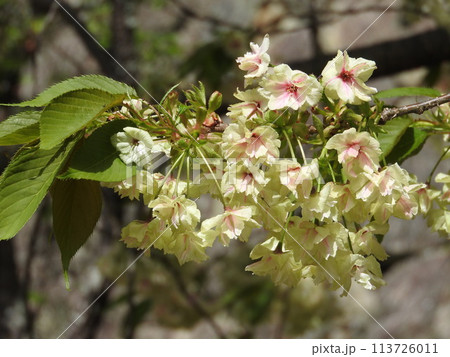 淡い黄緑色の花を咲かす「鬱金桜(ウコンザクラ)」 淡い黄緑色の花を咲かす「鬱金桜(ウコンザクラ)」 113726011