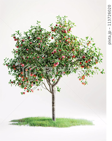 different types of  tree isolated on a solid white background 113726020
