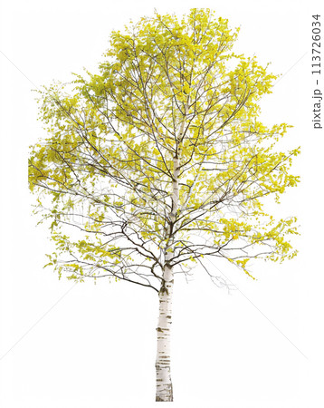 different types of  tree isolated on a solid white background 113726034