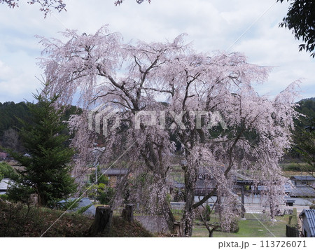 京北出逢い桜 113726071
