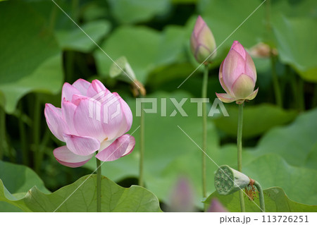 蓮の花の蕾と咲き始めたピンクの花 蓮の花の蕾と咲き始めたピンクの花 113726251